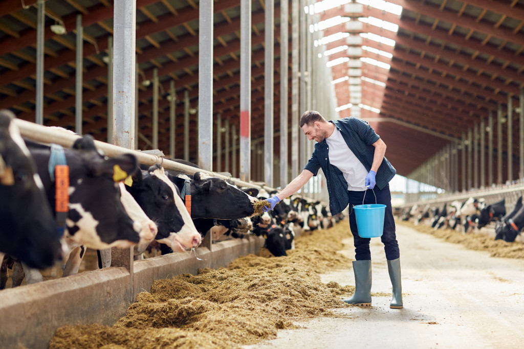 a man feeding cows in a livestock farm